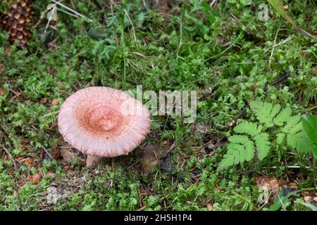 Woolly miolkcap, Lactarius torminosus growing among moss, this mushrooms is edible Stock Photo