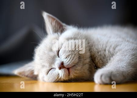 Kitten sleeping and having good dreams, sleeping cat close-up smiling full face looking happy, lilac-colored British Shorthair lying on wooden floor i Stock Photo