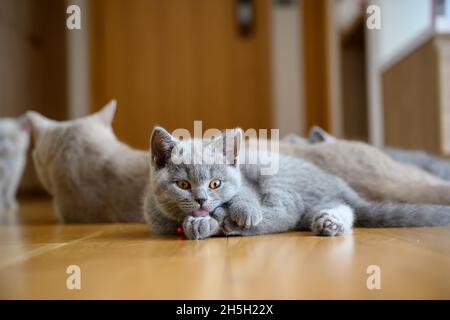 Blue British Shorthair Kitten is sticking out his tongue licking his feet and is lying on the wooden floor in the bedroom, full front view, the backgr Stock Photo
