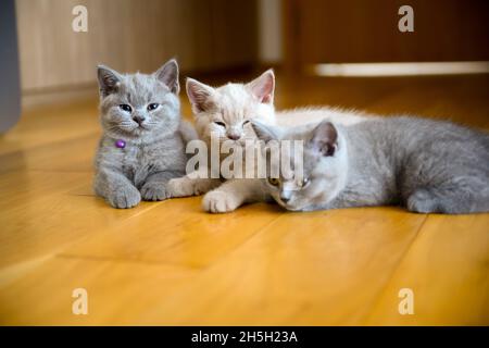 Three kittens in the same litter were lounging on a wooden floor in the bedroom, a blue and lilac British Shorthair cat laying down together with a sl Stock Photo