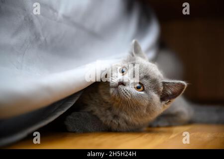 Kitten playing hide and seek, cat hiding under beds covered by bedspreads, playing naughty on the wooden floor in the room, beautiful purebred British Stock Photo