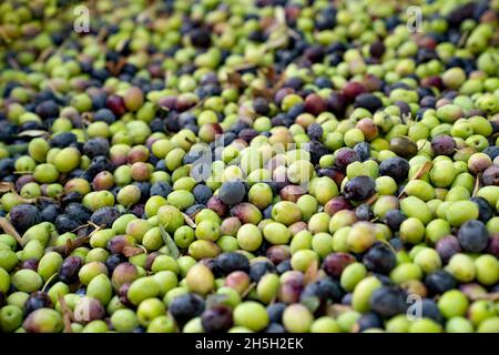 Background is scattering of green and black olives. New crop. Concept of natural products. Stock Photo