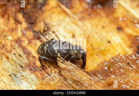 Large pine weevil, Hylobius abietis feeding on sap Stock Photo