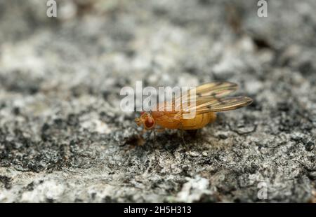 Meiosimyza decempunctata on aspen bark photographed with high magnification Stock Photo