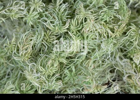 Dried peat moss, Sphagnum Stock Photo