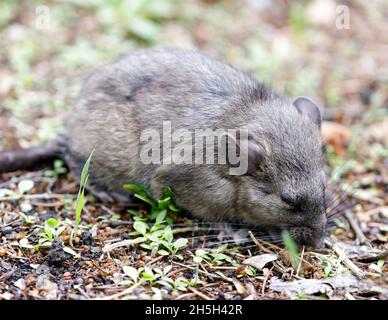 Norway Rat (AKA Brown, Common, Street, or Sewer Rat) in a Residential House Backyard in San Francisco Bay Area, California, USA. Stock Photo