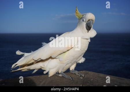 Cockatoo with Feathers in Disarray due to being caught by a Wind Gust Stock Photo