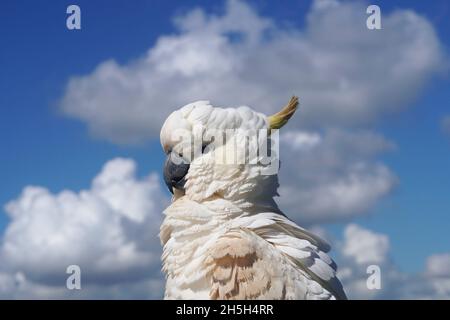 Portrait of a Fluffy Cockatoo against Blue Sky with White Clouds Stock Photo
