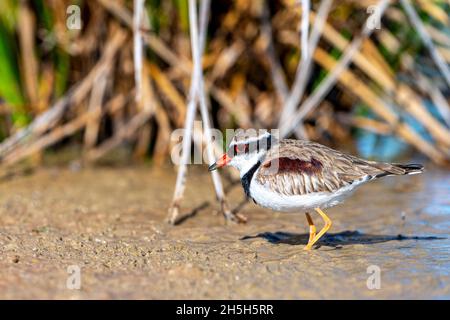 Black-fronted Dotterel (Elseyornis melanops) wading at edge of waterhole, Cunnamulla, Western Queensland Stock Photo