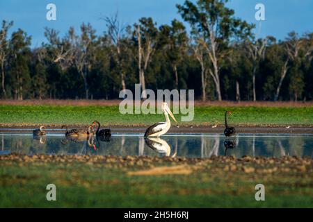 Australian pelican (Pelecanus conspicillatus) and Black Swans standing in shallow pool, Lake Murphy, Queensland, Australia Stock Photo