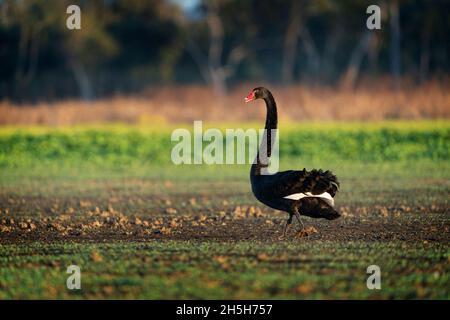 Cigno nero (Cygnus atratus), due cigni neri in acqua, Australia,  Suedaustralien, Greenfields Wetlands Foto stock - Alamy