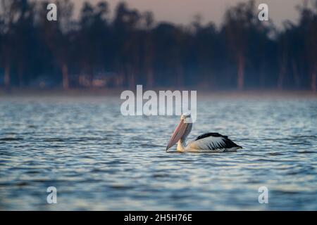 Australian pelican (Pelecanus conspicillatus) drifting in morning light. Lake Broadwater Queensland Australia Stock Photo