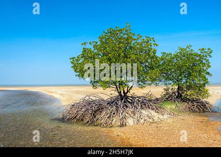 Red Mangroves (Rhizophora stylosa) growing on shelly beach, Cape York Peninsula, Queensland Australia Stock Photo