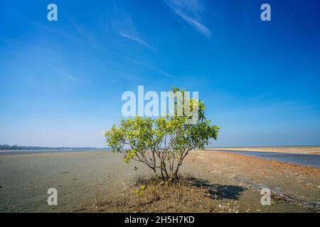 Grey Mangrove (Avicennia marina) growing on shelly beach, Cape York Peninsula, Queensland Australia Stock Photo