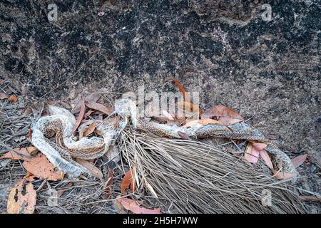 Shed snake skin on ground Stock Photo