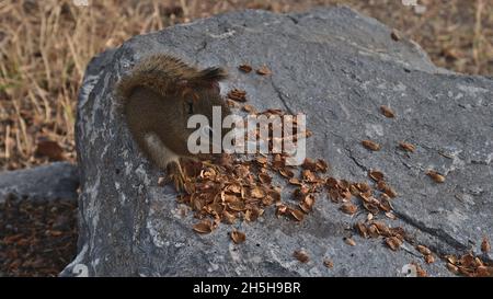 High angle view of cute American red squirrel (tamiasciurus hudsonicus) peeling a cone on a grey colored rock near Banff, Alberta, Canada in autumn. Stock Photo