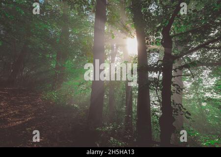 Enchanted forest with streaks of light from the sun visible piercing through thick leaves of trees. Stock Photo