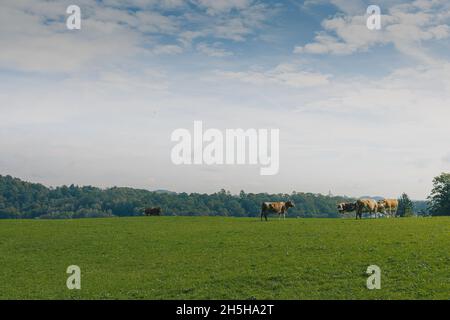 Cows on a pasture in a green field above the village of Rogaska Slatina in Slovenia on a cloudy autumn day. Stock Photo