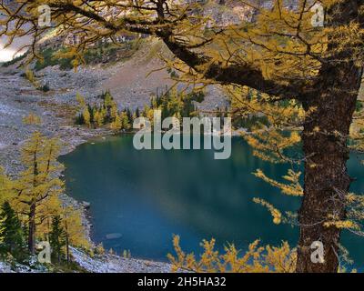 High angle view of Lake Agnes with shimmering water viewed through the yellow colored branches of larch tree in autumn in Banff National Park, Canada. Stock Photo
