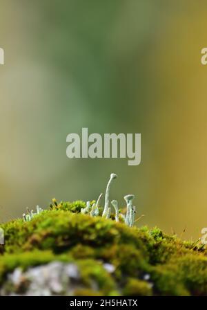 Cladonia is a genus of moss-like lichens in the family Cladoniaceae. Stock Photo