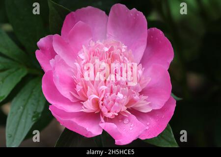 close-up of a beautiful pink peony Stock Photo