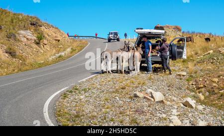 North Caucasus, Russia - 09 08 2021: Humble donkeys ask for alms from tourists who stopped on the side of the road. Happy tourists are making selfies Stock Photo