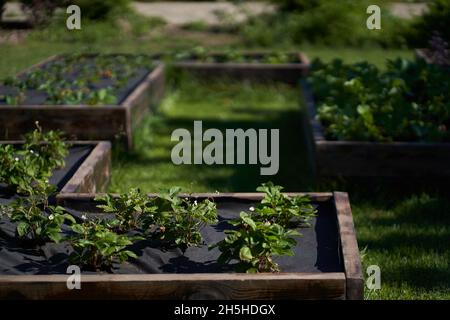 The bed with strawberries is covered with a black cloth. Modern methods of growing strawberries. High quality photo Stock Photo