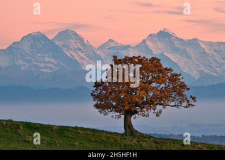 Autumn-coloured oak (Quercus), evening mood after sunset, behind Bernese Alps, mountains Eiger, Moench, Jungfrau, Canton Basel-Landschaft, Switzerland Stock Photo