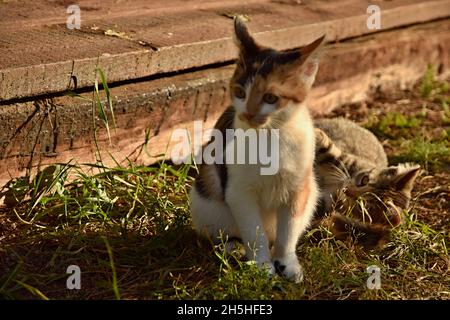 A two kittens play together Stock Photo