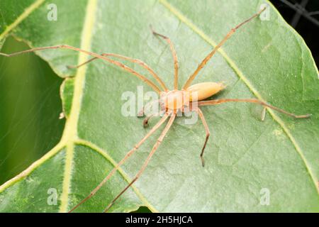 Male yellow sac spider, Cheiracanthium inclusum, Satara, Maharashtra, India Stock Photo