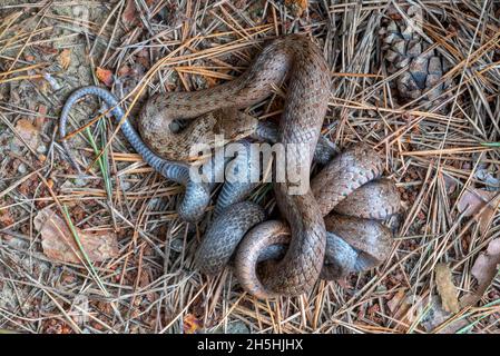 Smooth snake (Coronella austriaca), smooth snake, hazel snake or copper snake, the brown animal eats the grey animal, Limbach, Burgenland, Austria Stock Photo