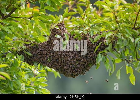 Honey bees, swarm hanging on the branch of a tree, St. Margarethen, Tyrol, Austria Stock Photo