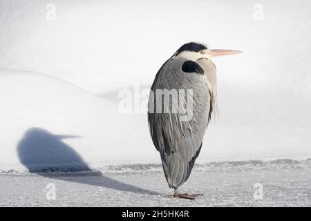 Grey heron (Ardea cinerea) standing on ice surface, Hesse, Germany Stock Photo