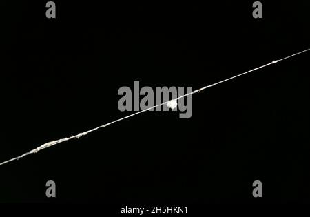 Ball of thread on the scaffolding thread of a european garden spider (Araneus diadematus), Valais, Switzerland Stock Photo