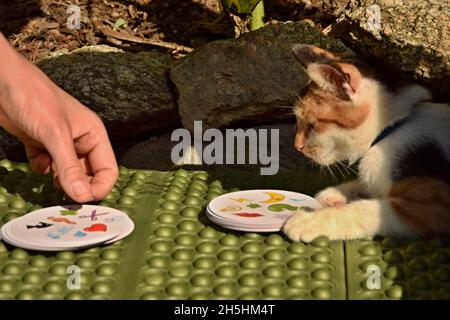 A curious piebald cat playing a card game. Stock Photo
