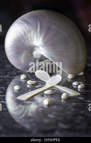 Macoma Shells Vertical shot of Macoma shell and two spoons made from its material ...