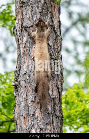 Baummarder,Marder,Schweiz,Natur,Tier,Martes martes,Edelmarder,Nachtaktiv  *** Ortsüberschrift *** Martes martes, Tier, nachtaktiv, Natur, Marder  Stockfotografie - Alamy