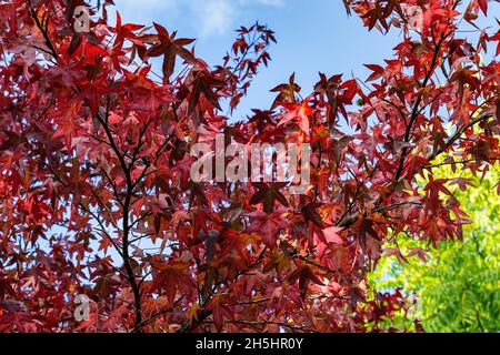 Colourful Detail of Autumn Red Gum Leaves Against a Contrasting Blue Sky, Great Torrington, Devon, England. Stock Photo