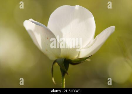 Close-up of a sunlit hybrid white-flowering rose (Rosa Iceberg also known as Rosa Korbin has an outstanding pedigree dating from 1958 Germany ). Stock Photo