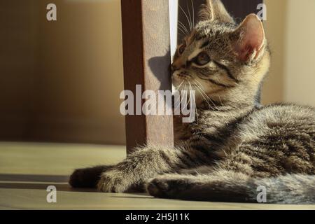 Tabby kitten Stock Photo