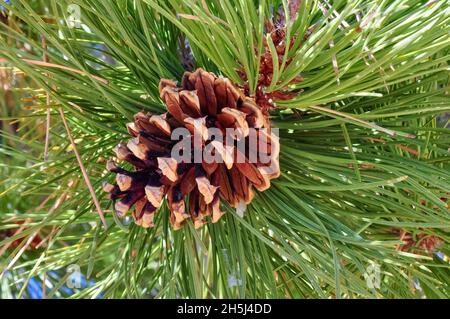 Close up of a conifer cone on the branch of a fir tree with green needles Stock Photo