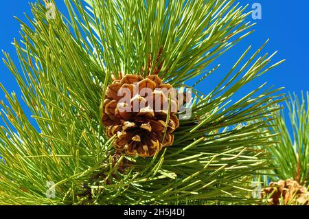 Close up of a conifer cone on the branch of a fir tree with green needles against a clear blue sky Stock Photo