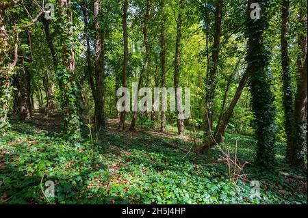 Dense woodland with vines growing on trees and ground carpeted with Common Ivy (Hedera helix) in Spring in England, UK. Stock Photo