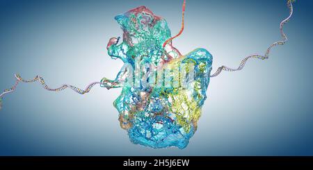 Ribosome as part of an biological cell constructing messenger rna ...