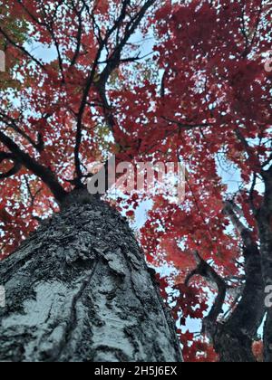 A low angle shot of maple trees with golden leaves Stock Photo - Alamy