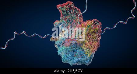 Ribosome as part of an biological cell constructing messenger rna ...