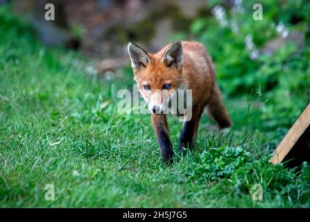 Urban fox cubs exploring the garden Stock Photo