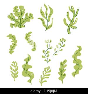 Set of watercolor seaweed, corals and stones isolated on white background. Underwater watercolor algae set. Aquarium plants collection. Vector marine Stock Photo