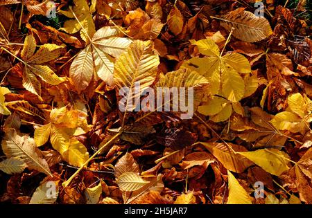 golden yellow orange autumn leaves background Stock Photo
