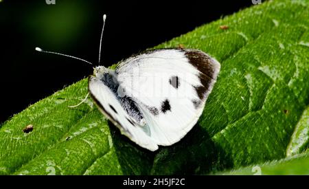 Large white female butterfly (Pieris brassicae) resting on a coarse textured green leaf in a garden, UK Stock Photo